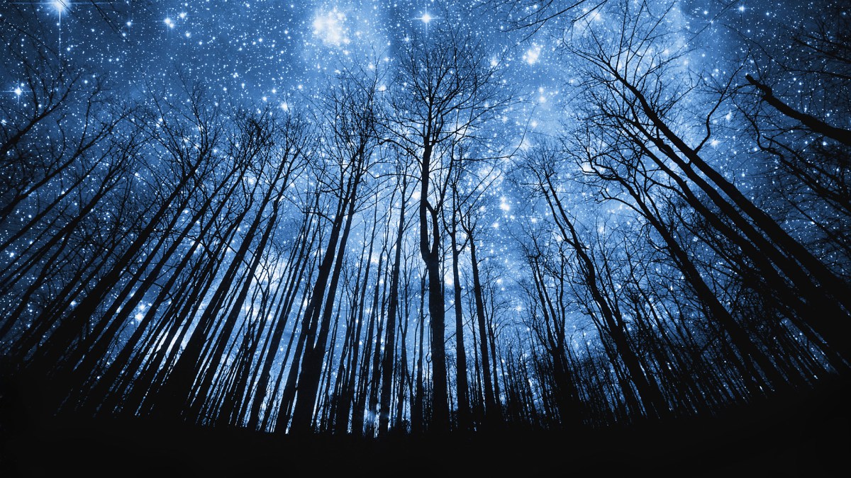 Tree Silhouette Against Starry Night Sky --- Image by © Robert Llewellyn/Corbis