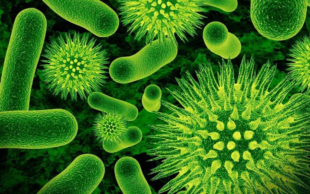 bakterii